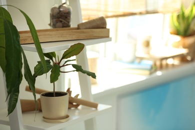 Shelving unit with decor elements and houseplant indoors. Stylish interior