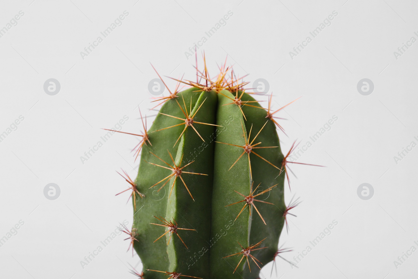 Photo of Beautiful green cactus on violet background, closeup. Tropical plant