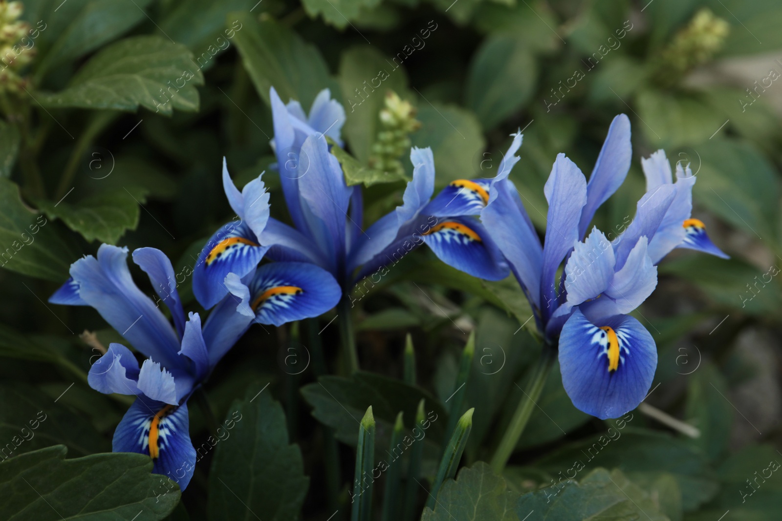 Photo of Beautiful irises growing outdoors on spring day, closeup