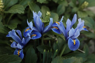Photo of Beautiful irises growing outdoors on spring day, closeup
