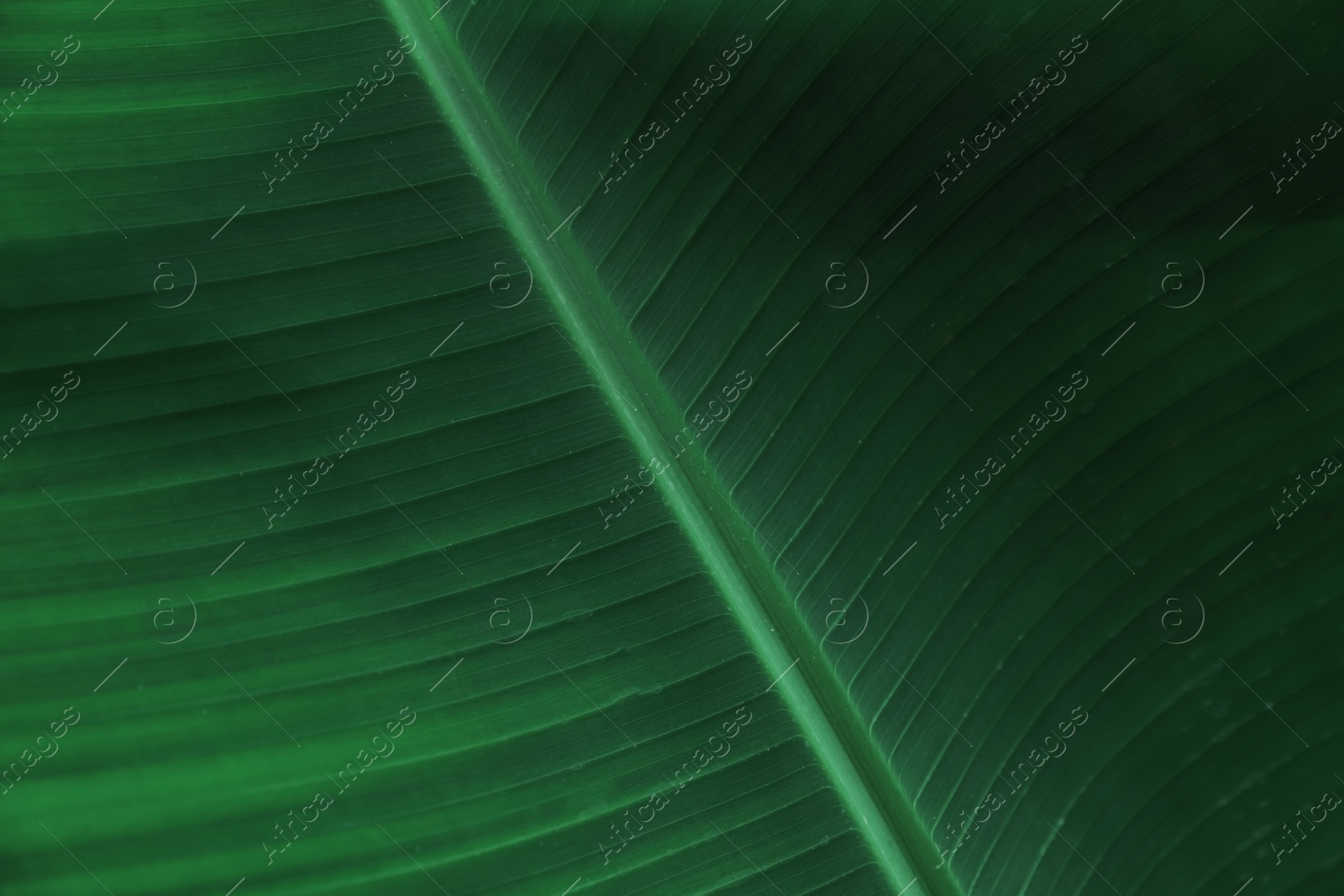 Photo of Closeup view of fresh green banana leaf as background