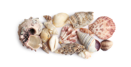 Photo of Beautiful exotic sea shells isolated on white, top view