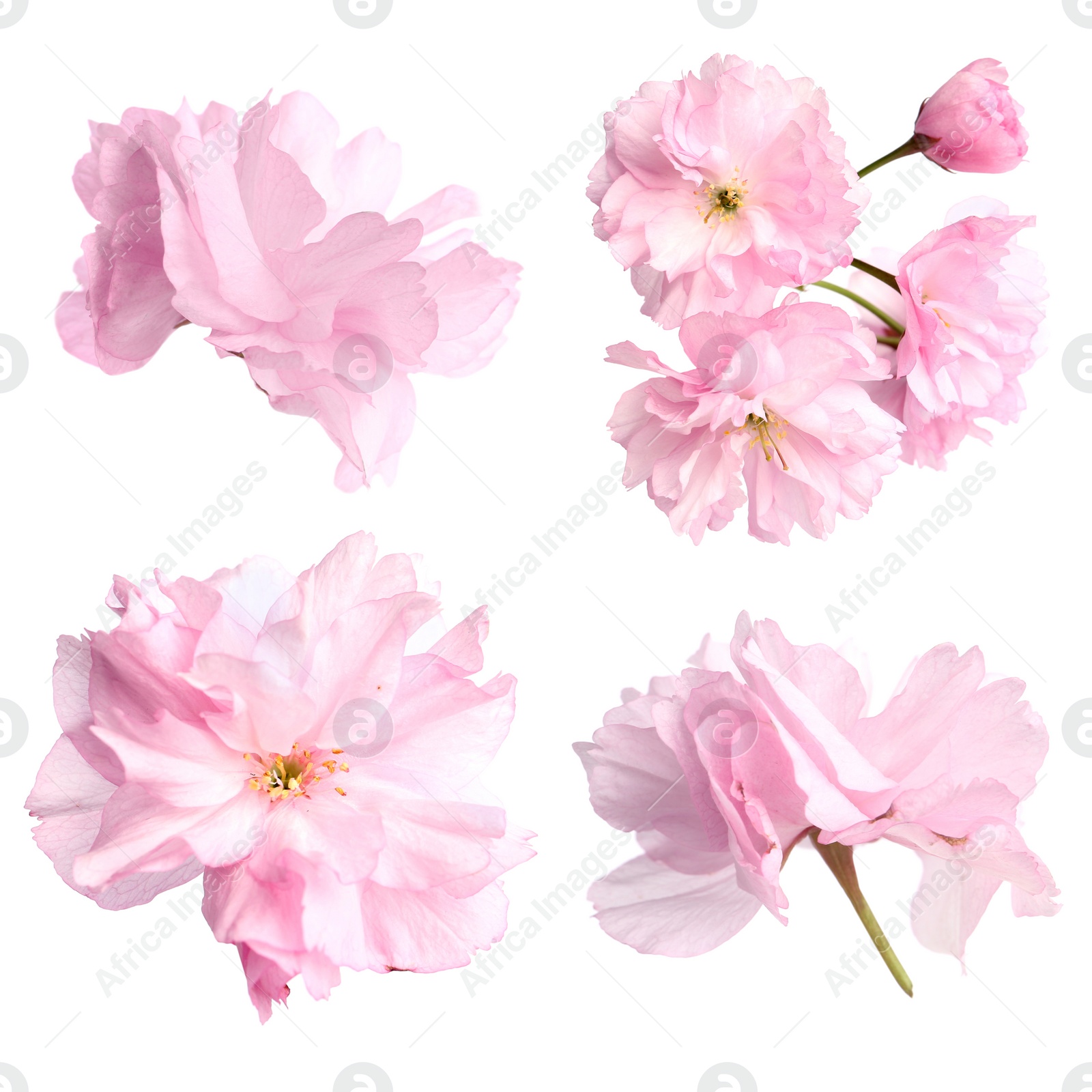 Image of Set of beautiful sakura blossoms on white background. Spring season