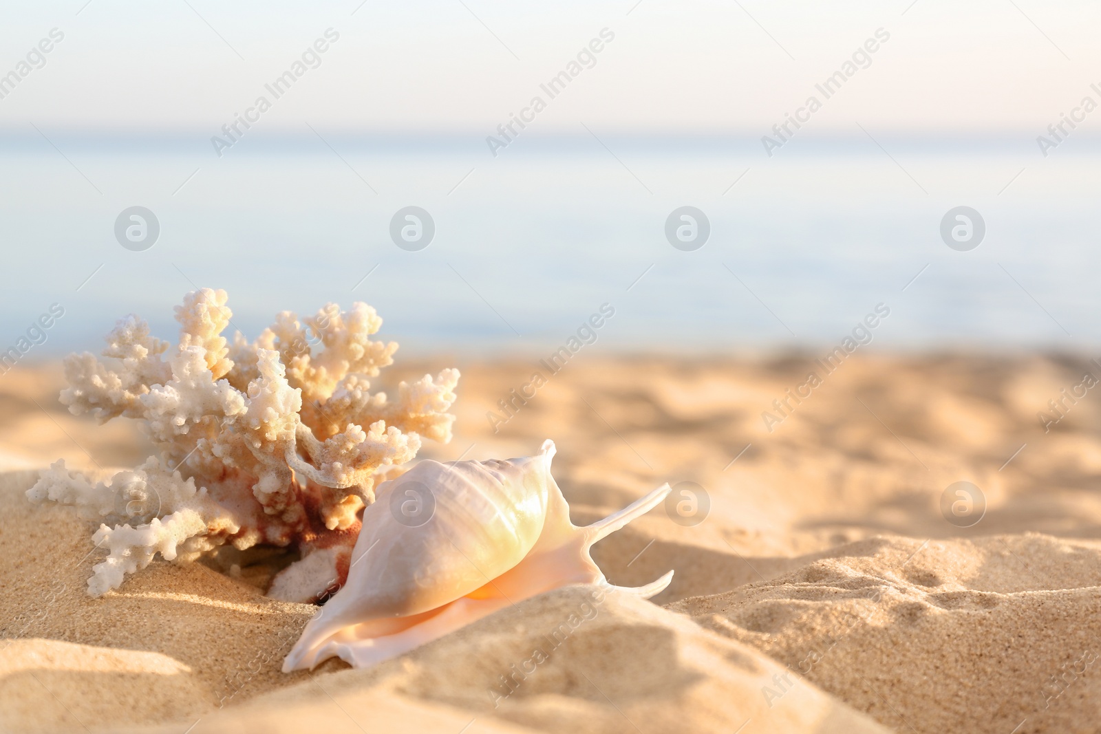 Photo of Sandy beach with beautiful coral and shell near sea on sunny summer day. Space for text