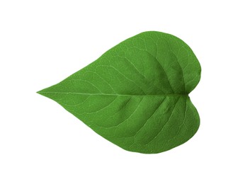 Photo of Leaf of sacred fig tree isolated on white. Buddhism concept