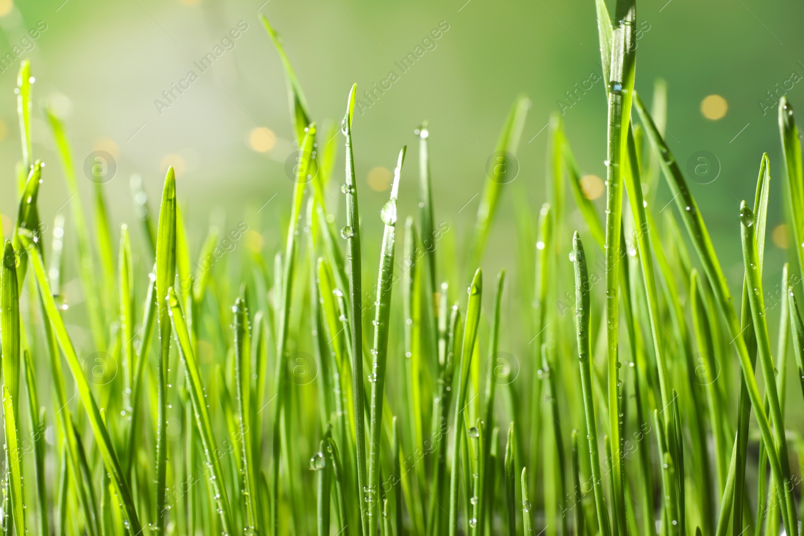 Photo of Green wheat grass with dew drops on blurred background, closeup