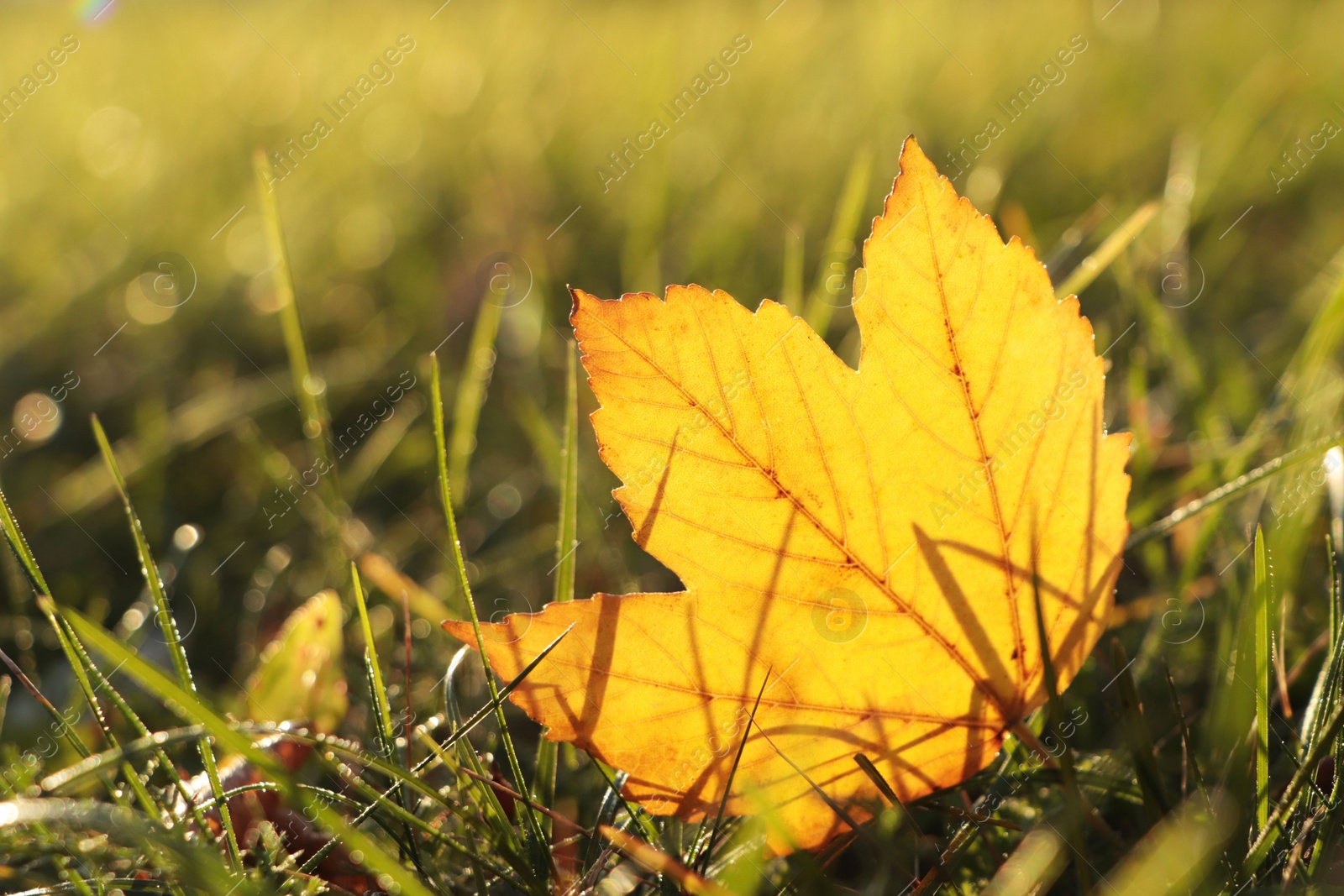 Photo of Beautiful fallen leaf among green grass outdoors on sunny autumn day, closeup. Space for text