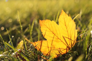 Beautiful fallen leaf among green grass outdoors on sunny autumn day, closeup. Space for text