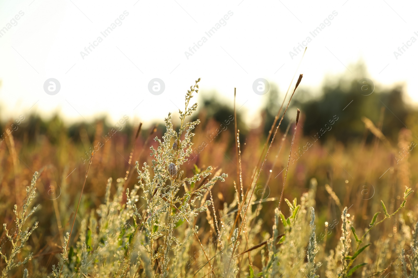 Photo of Beautiful plants with water drops outdoors in morning