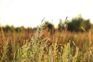 Photo of Beautiful plants with water drops outdoors in morning