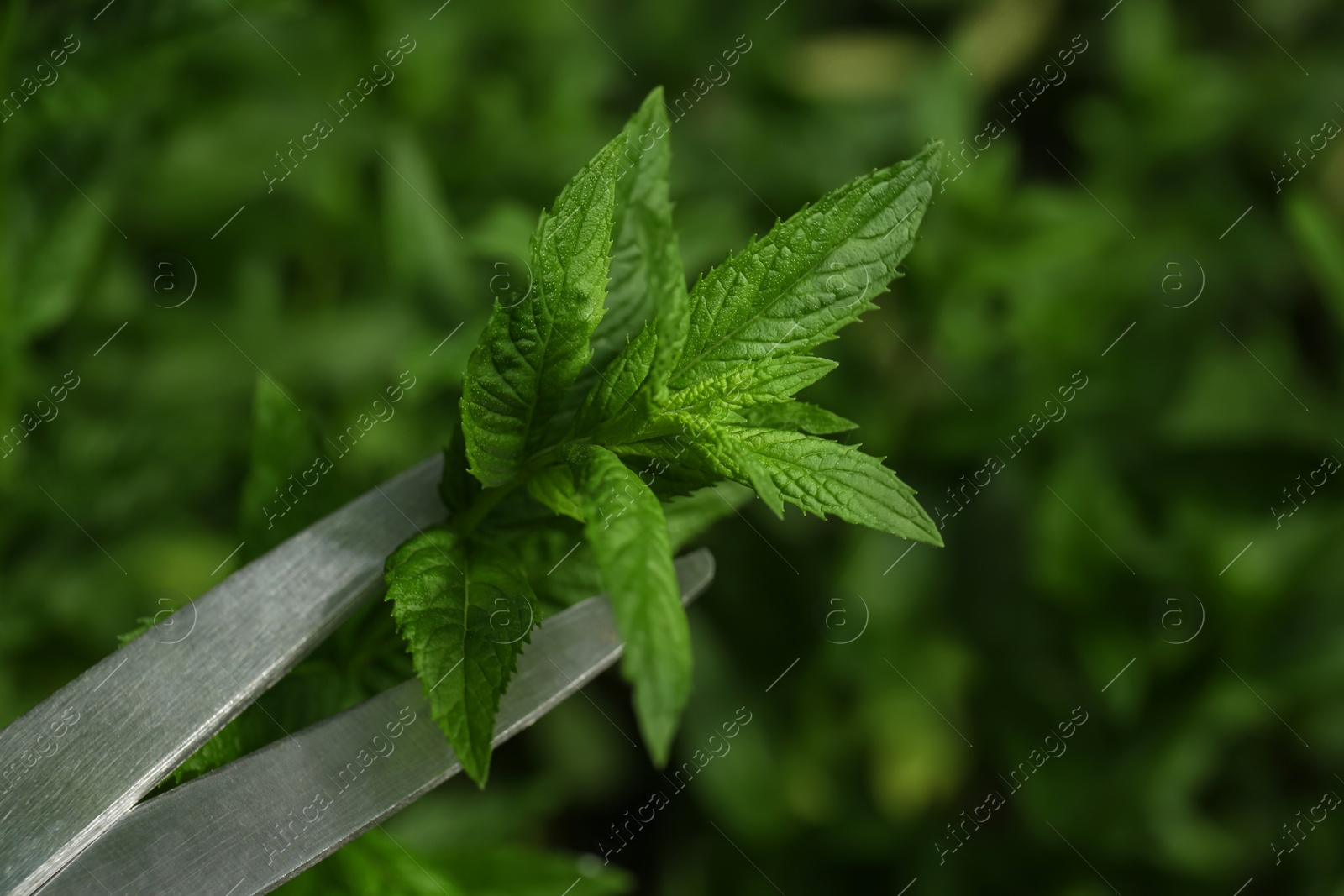 Photo of Cutting fresh green mint with scissors outdoors, closeup