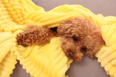 Photo of Cute Maltipoo dog covered with plaid on armchair. Lovely pet