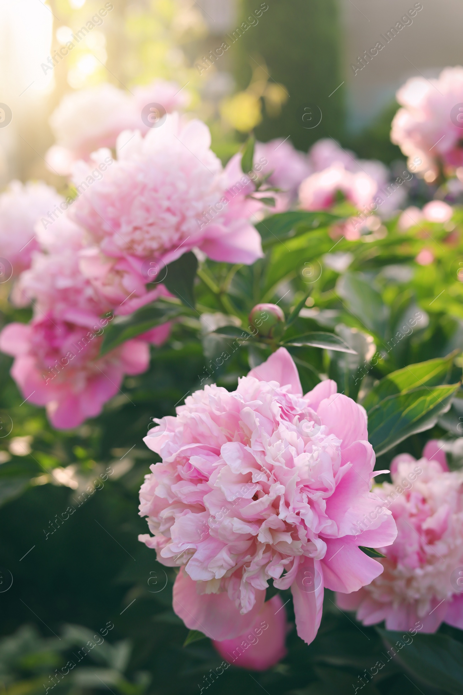 Photo of Blooming peony plant with beautiful pink flowers outdoors, closeup