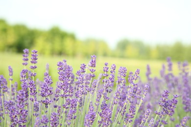 Photo of Beautiful blooming lavender growing in field, closeup