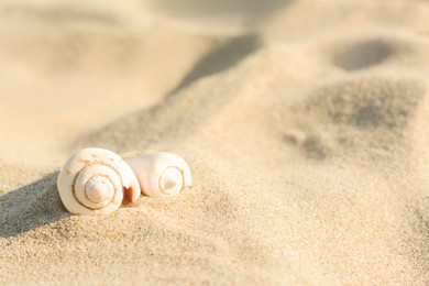 Photo of Beautiful seashells on sandy beach, closeup. Space for text