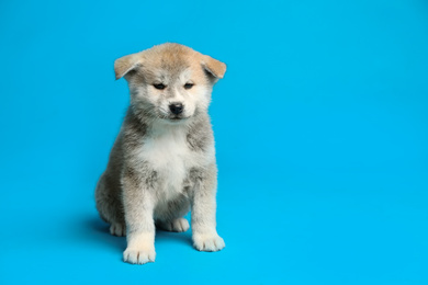 Photo of Cute Akita inu puppy on light blue background, space for text. Friendly dog
