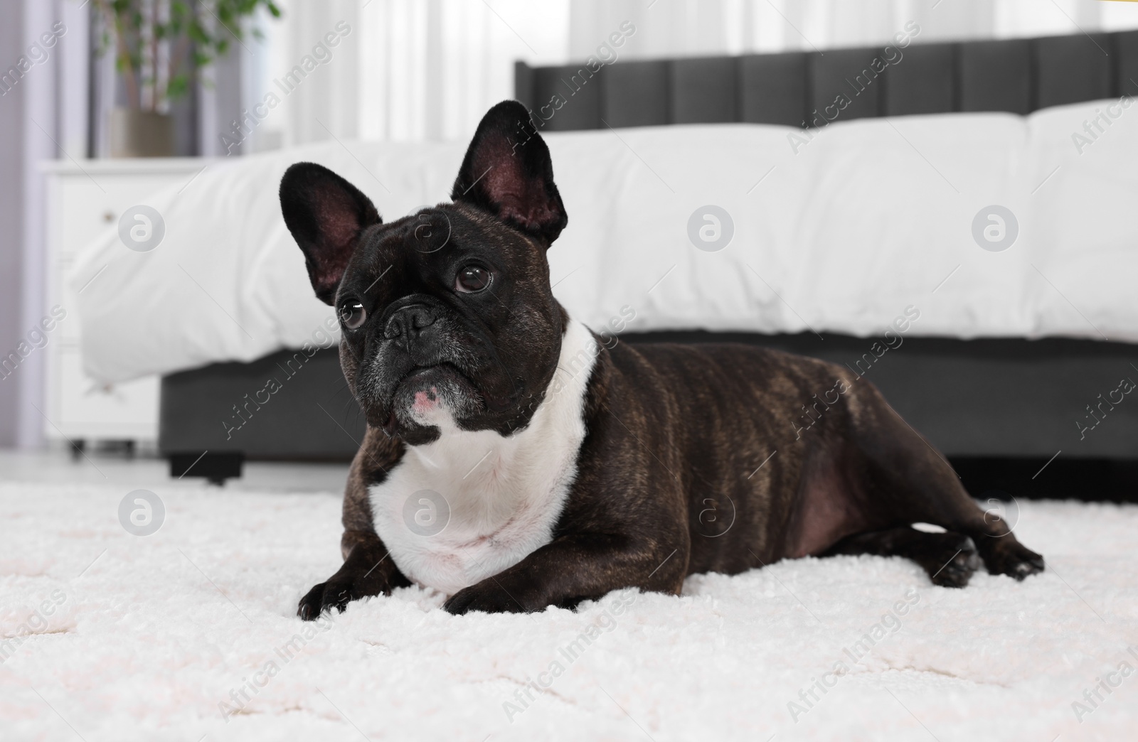 Photo of Adorable French Bulldog lying on rug indoors. Lovely pet