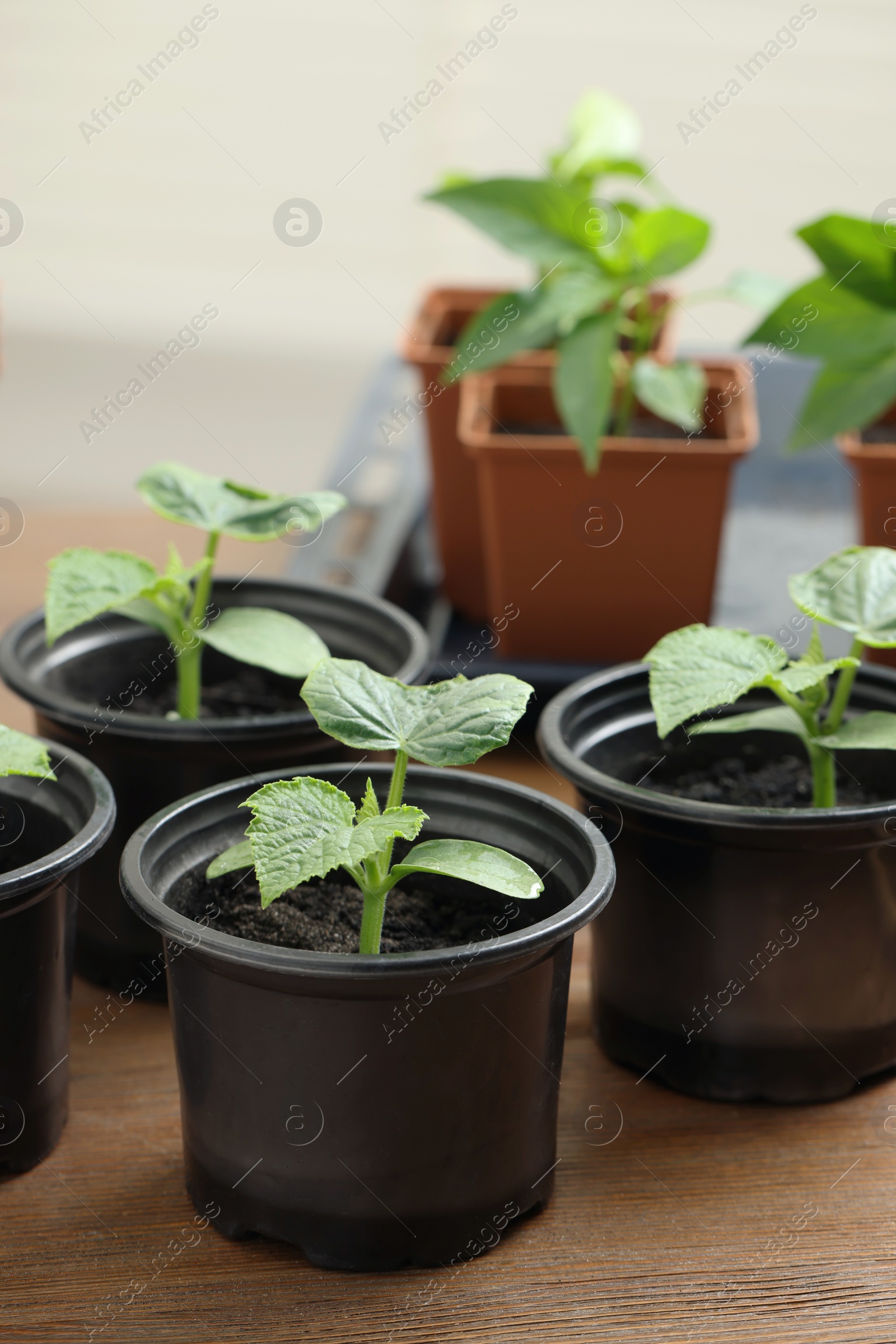 Photo of Seedlings growing in plastic containers with soil on wooden table