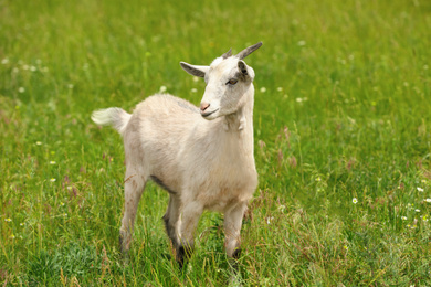 Cute goat in green field. Animal husbandry