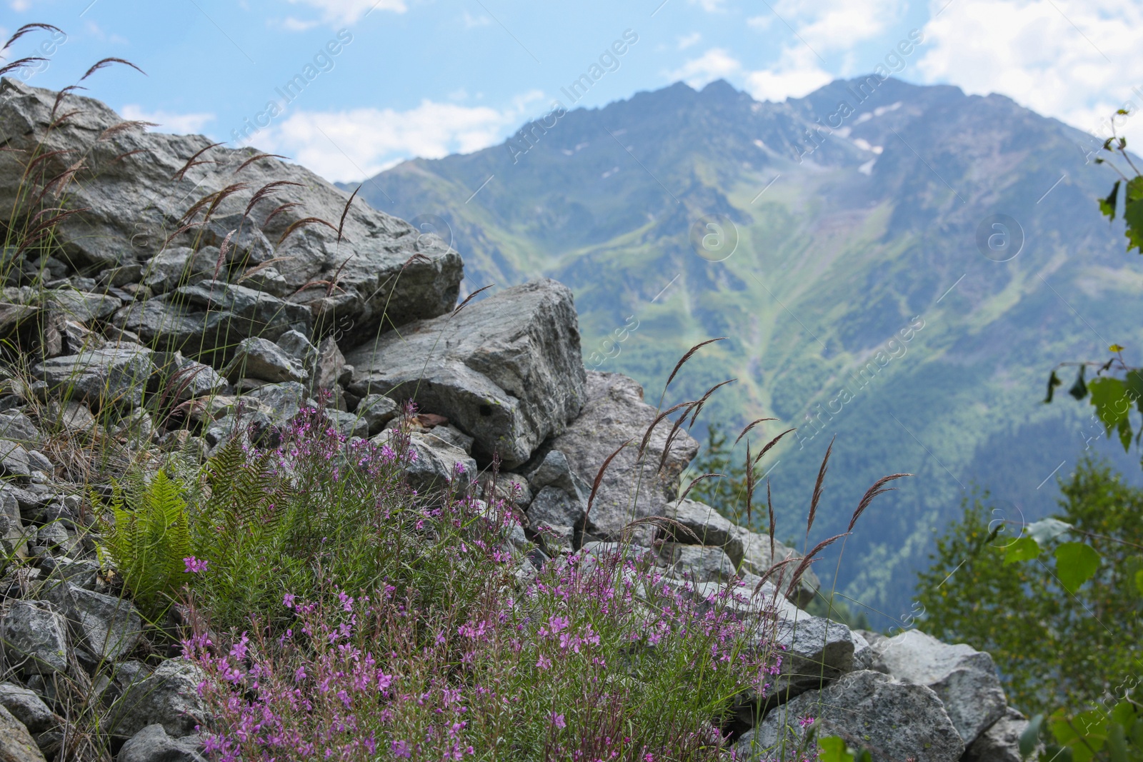 Photo of Picturesque view of wild flowers growing in mountains