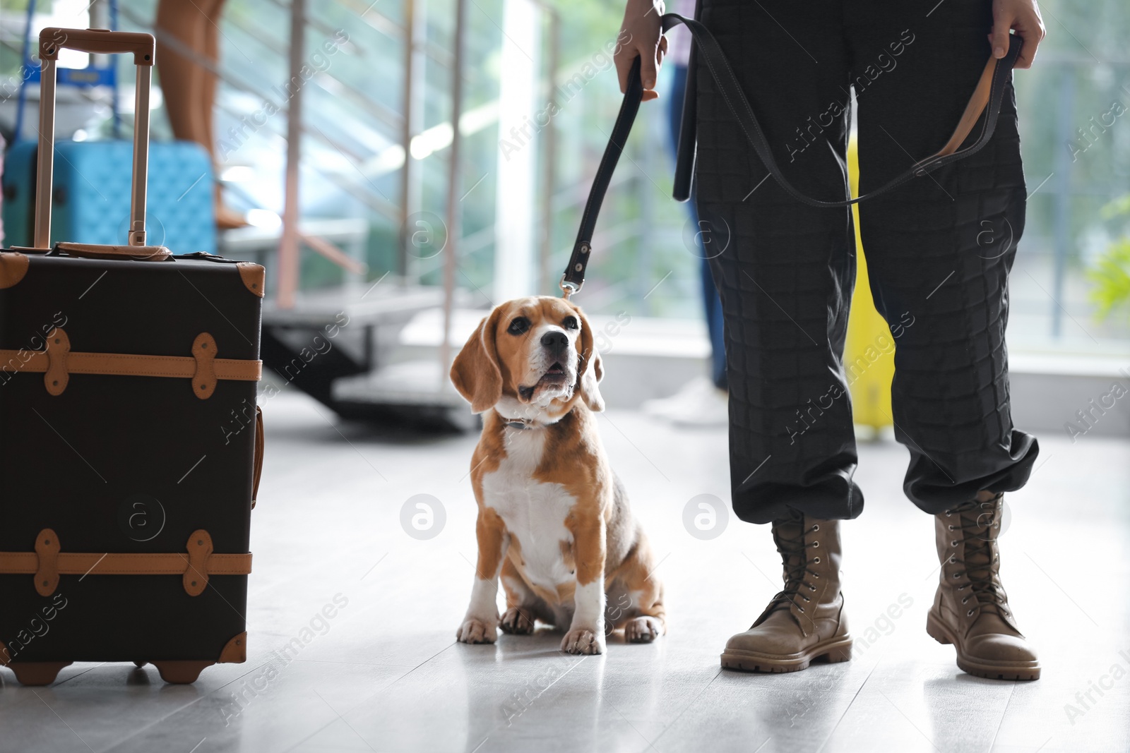 Photo of Officer with dog near suitcase in airport, closeup
