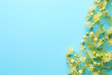 Fresh linden leaves and flowers on light blue background, top view. Space for text