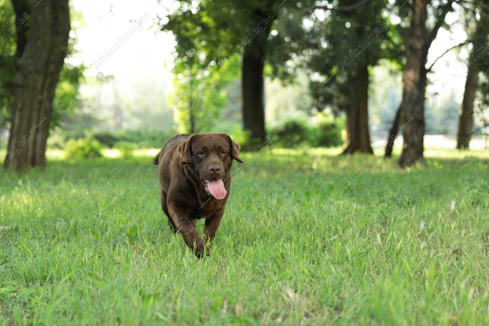 Photo of Cute Chocolate Labrador Retriever in green summer park