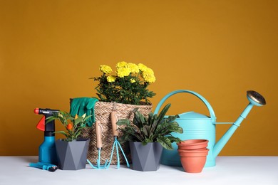 Photo of Gardening tools and houseplants on white table