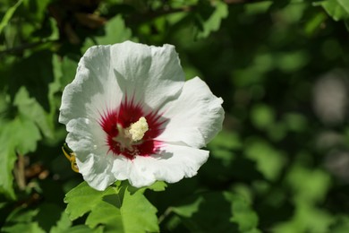 Beautiful hibiscus flower growing outdoors, closeup view