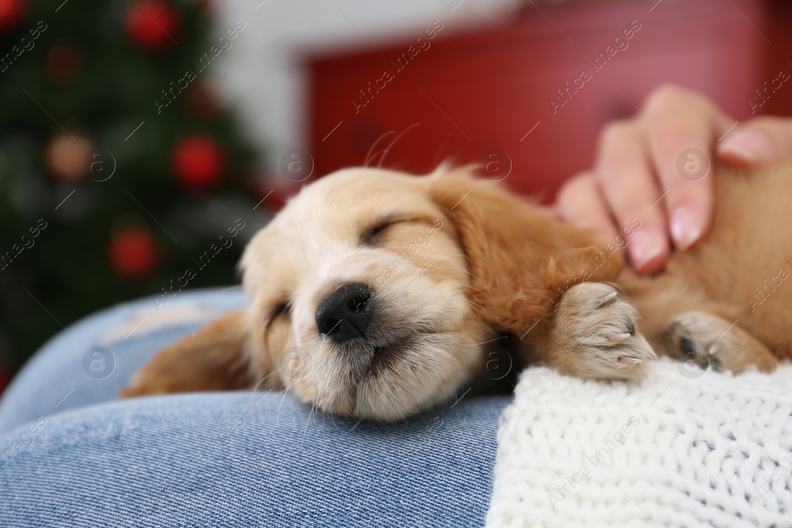 Photo of Owner with cute English Cocker Spaniel puppy indoors, closeup