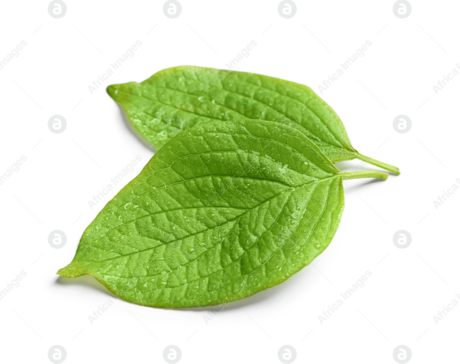 Photo of Green leaves with dew on white background