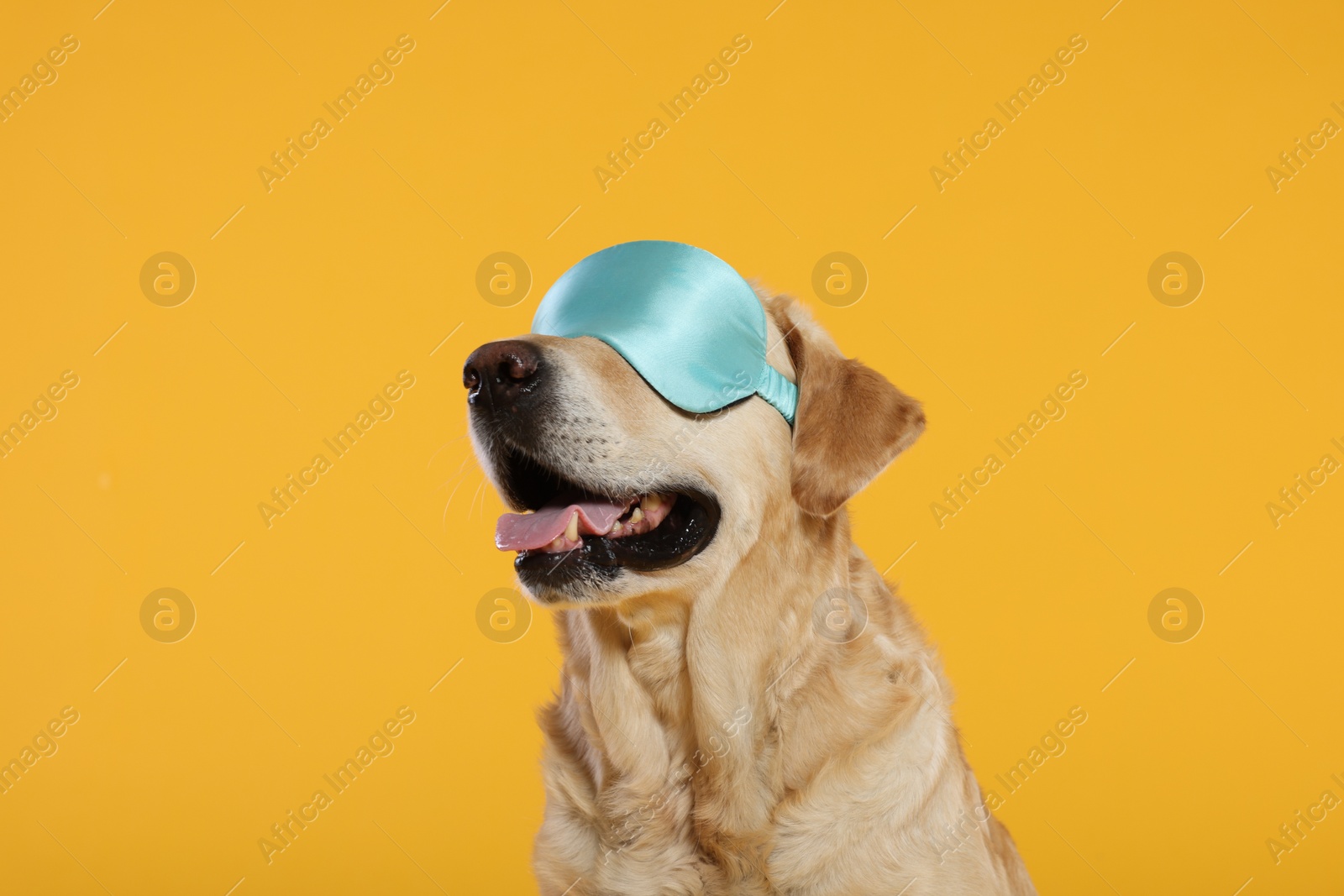 Photo of Cute Labrador Retriever with sleep mask on yellow background