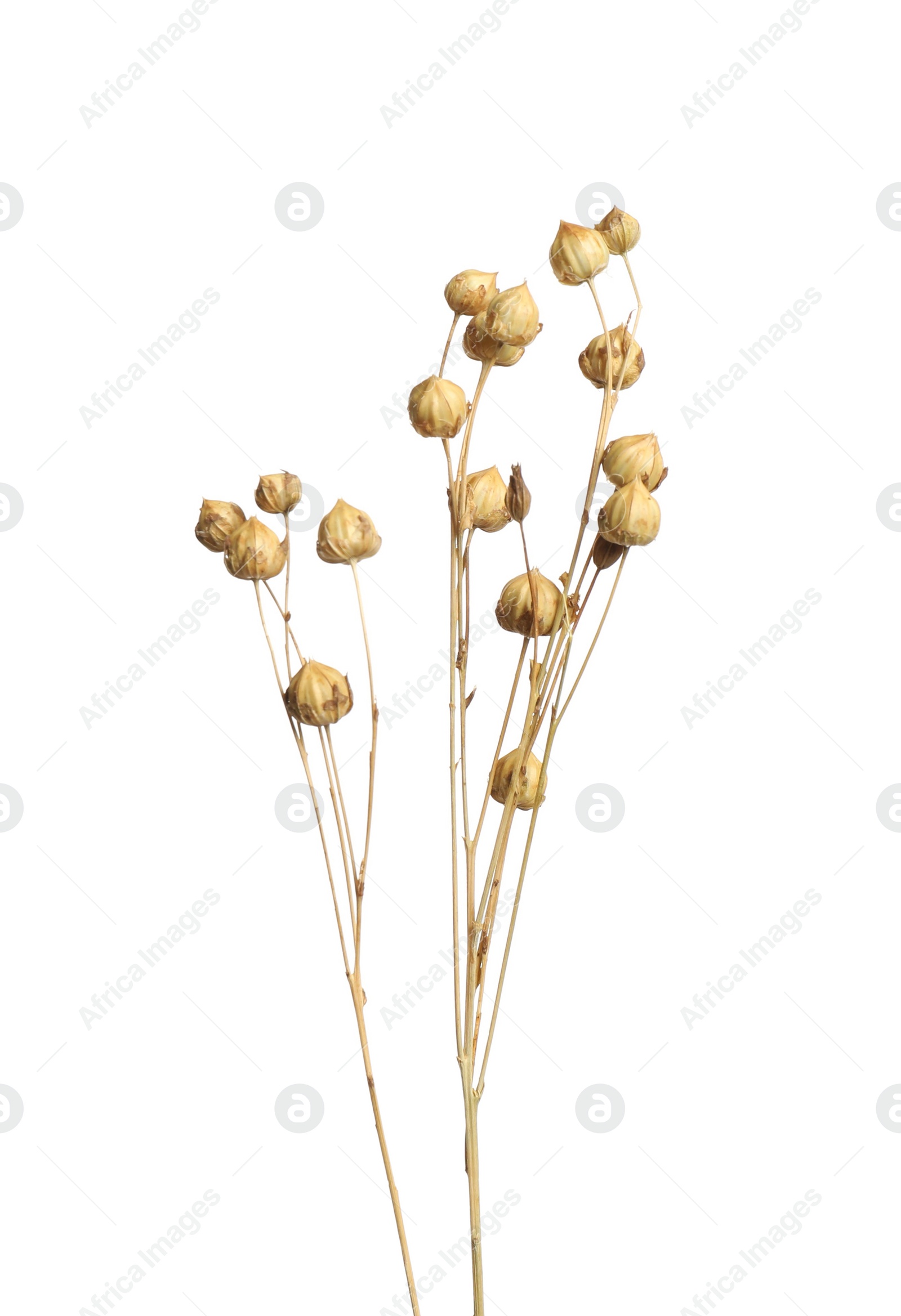 Photo of Beautiful tender dried flowers on white background.