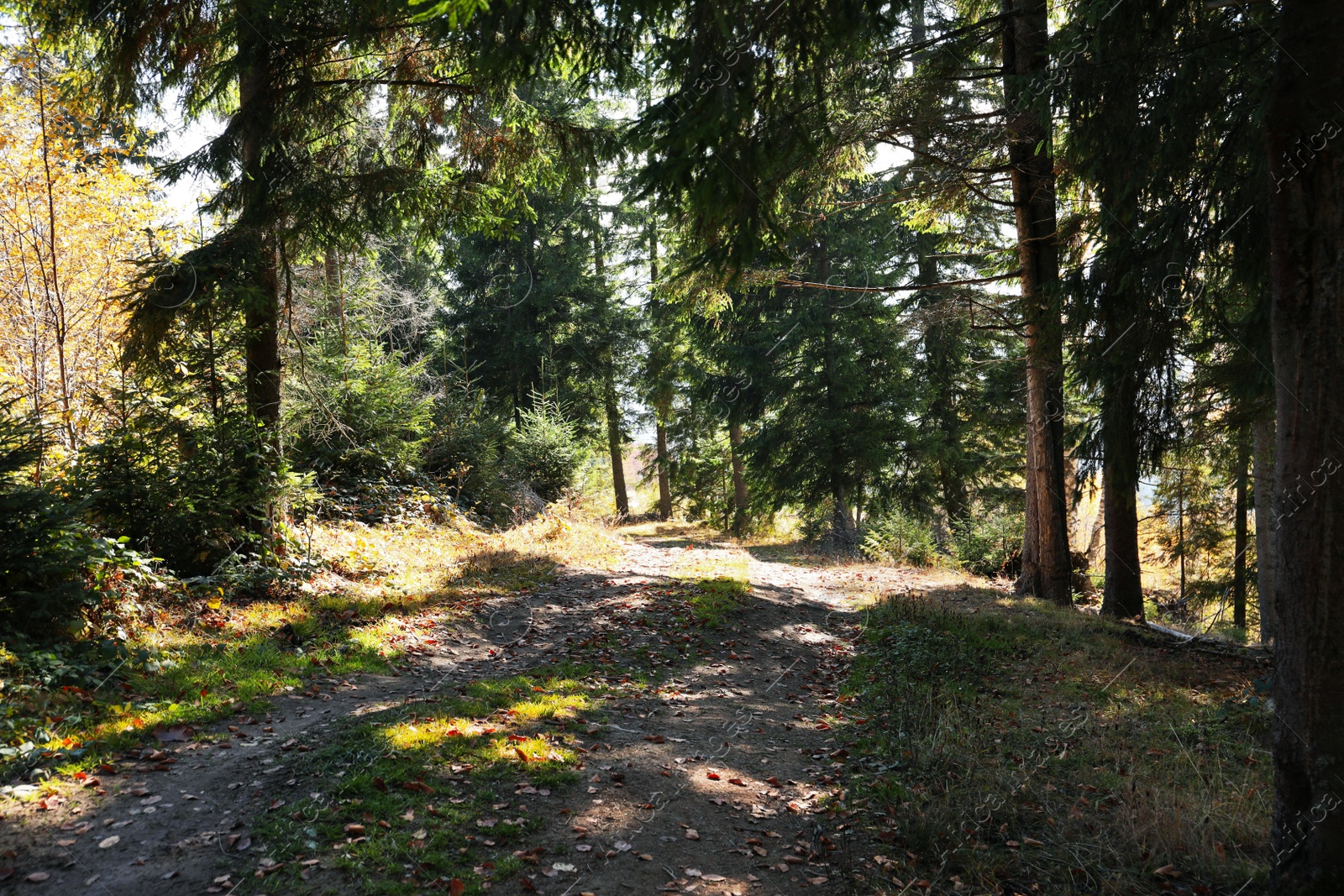 Photo of Picturesque view of coniferous forest with path on sunny day