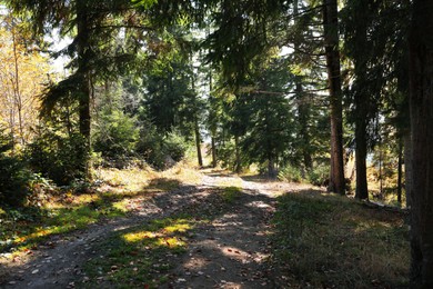 Photo of Picturesque view of coniferous forest with path on sunny day