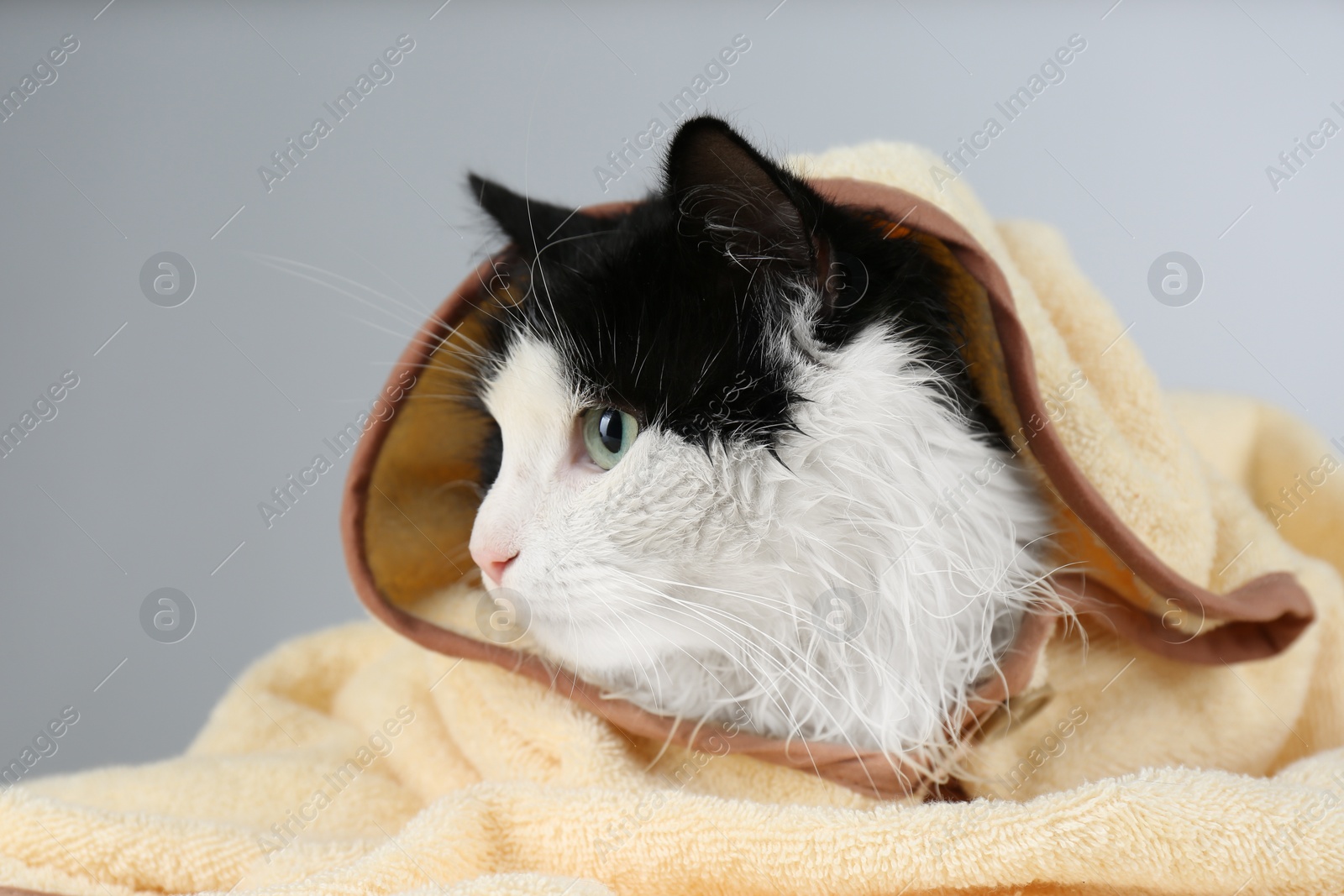 Photo of Wet cat wrapped with hooded towel on light grey background