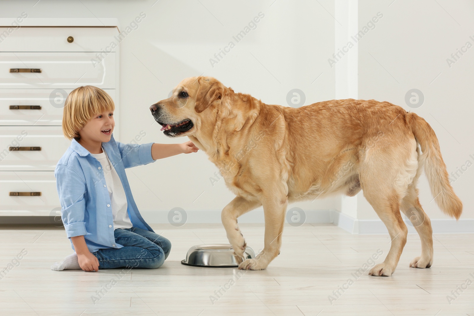 Photo of Cute little child feeding Golden Retriever at home. Adorable pet