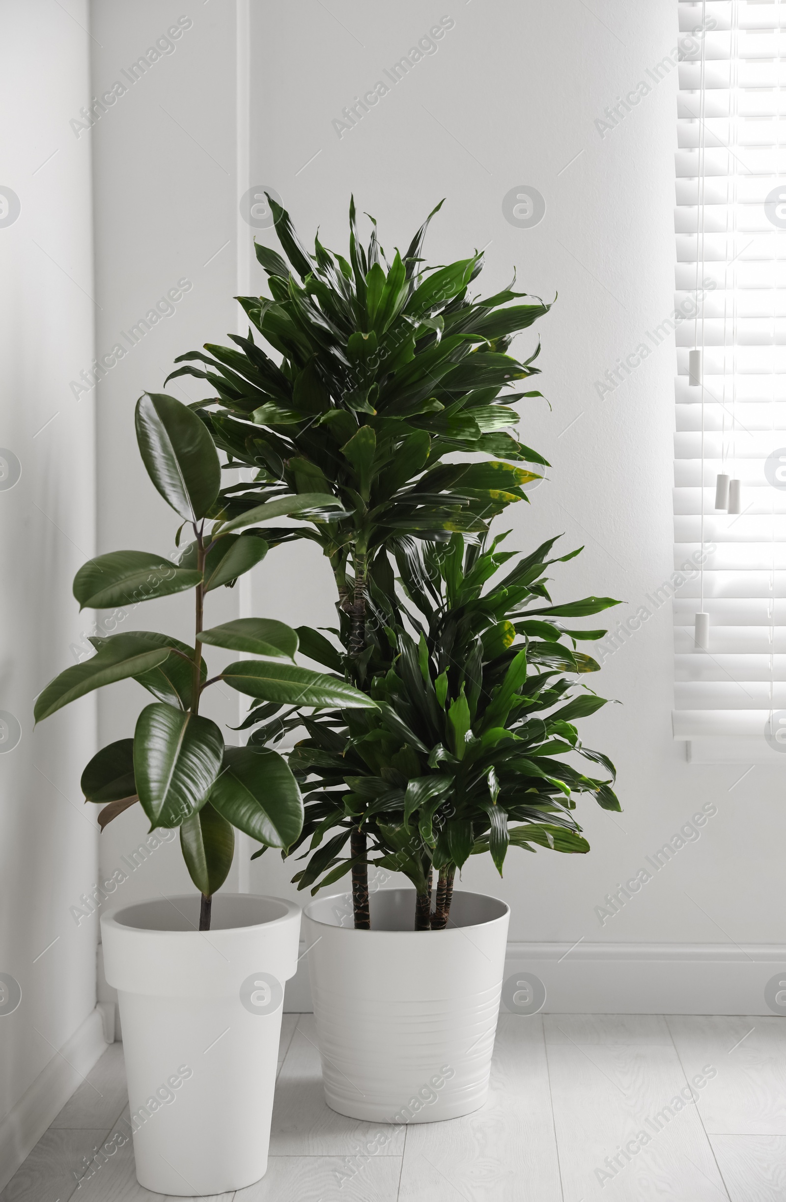 Photo of Green tropical plants in light room. Home decoration
