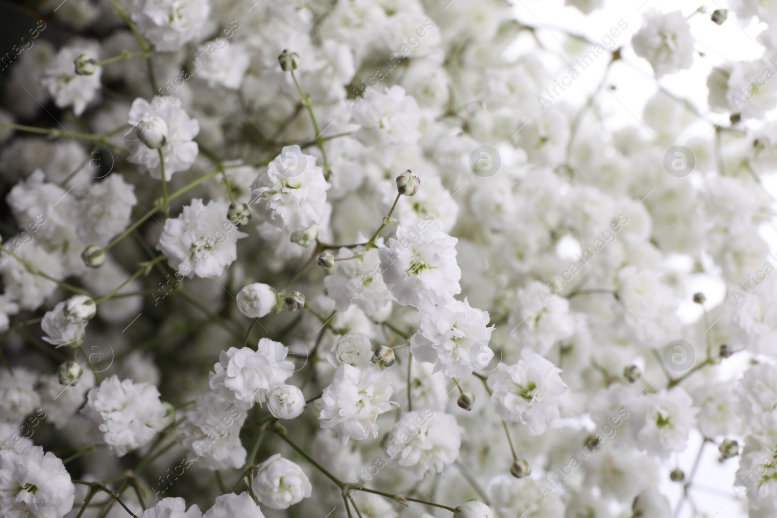 Photo of Beautiful gypsophila flowers as background, closeup view