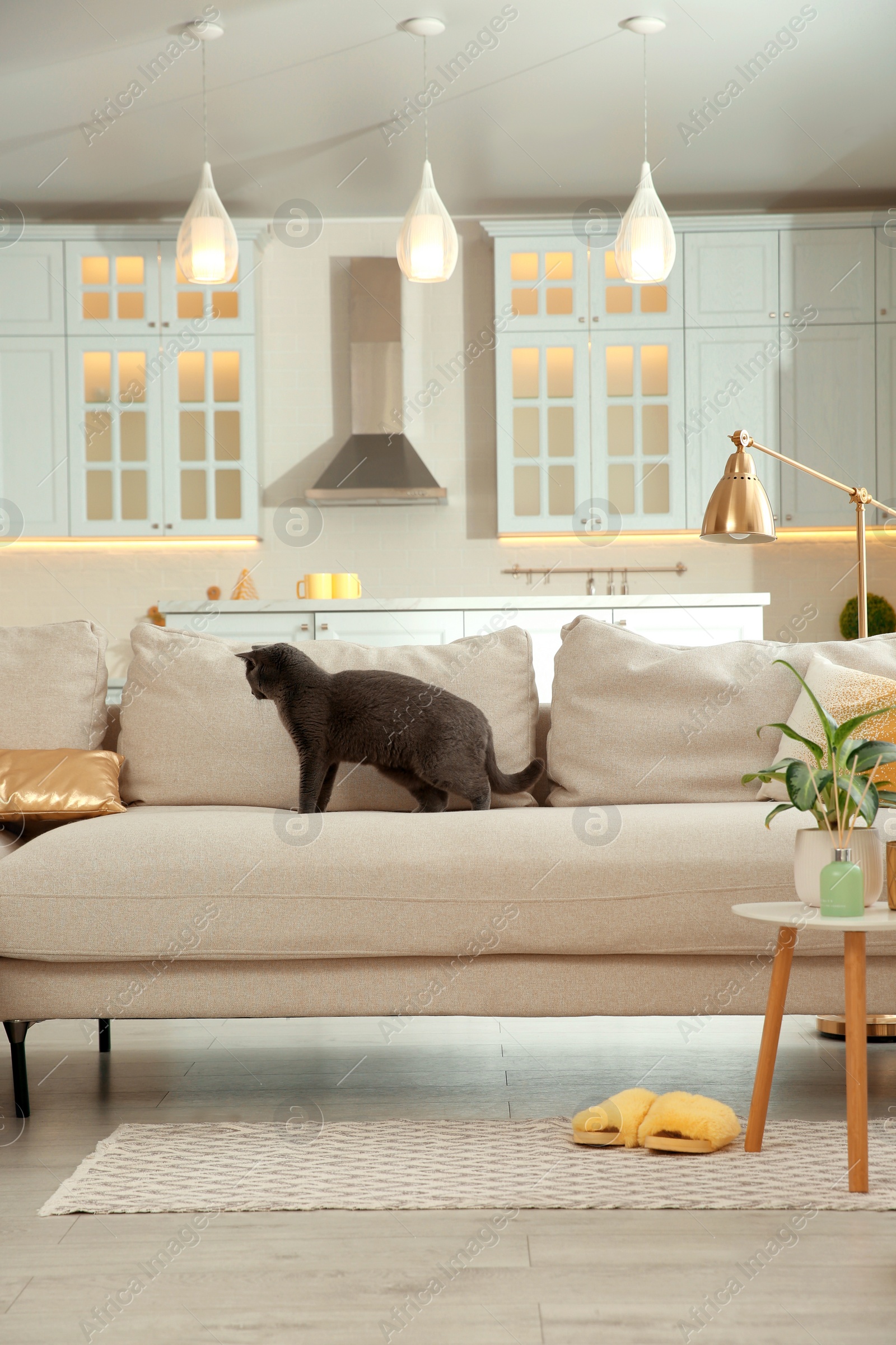 Photo of Modern living room interior. Adorable grey British Shorthair cat on couch