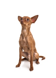 Photo of Cute toy terrier isolated on white. Domestic dog