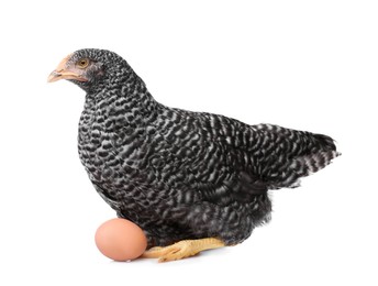 Photo of Chicken with egg on white background. Domestic animal
