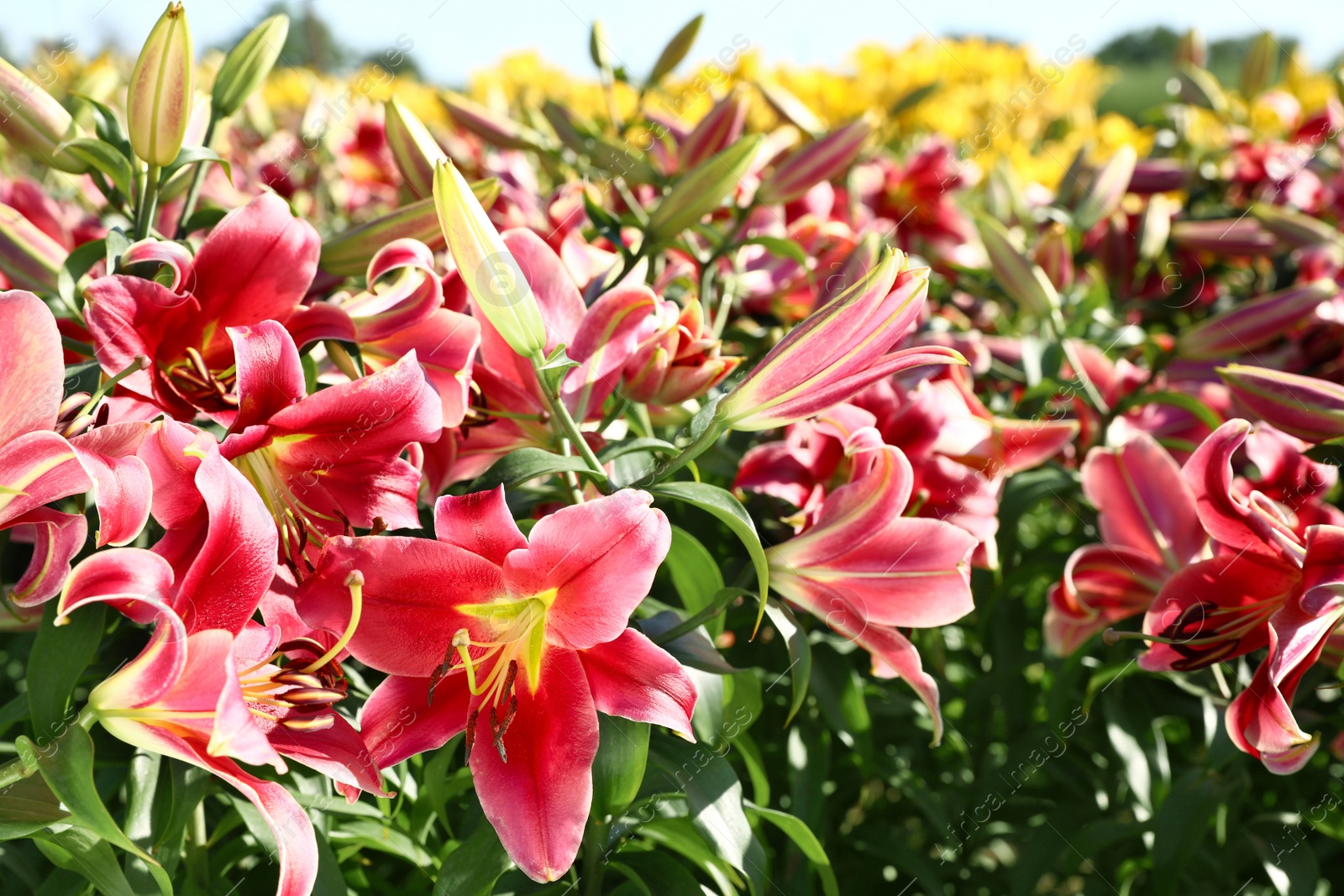 Photo of Beautiful bright pink lilies growing at flower field