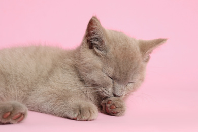 Scottish straight baby cat on pink background, closeup