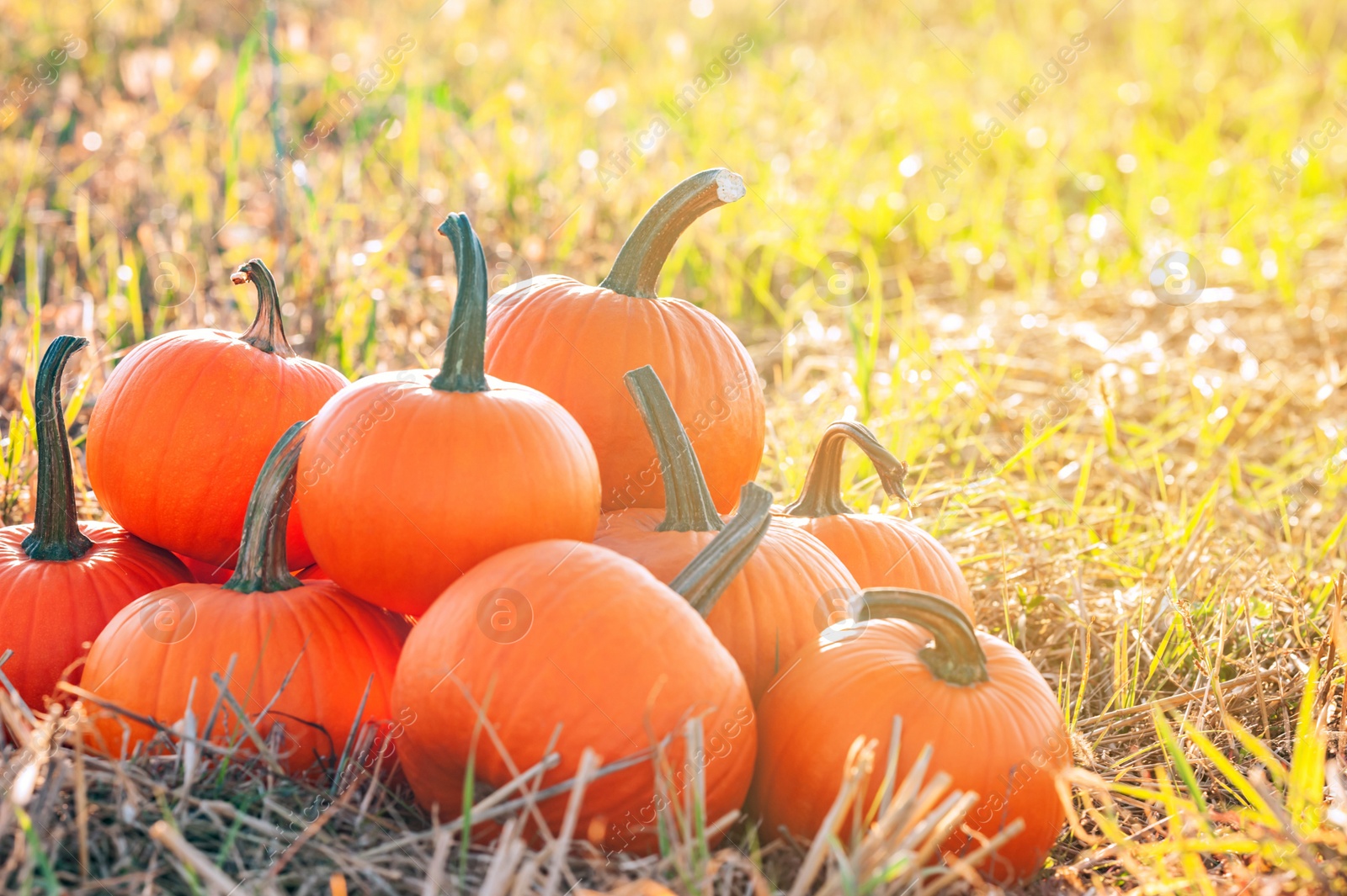 Photo of Many ripe orange pumpkins in field, space for text