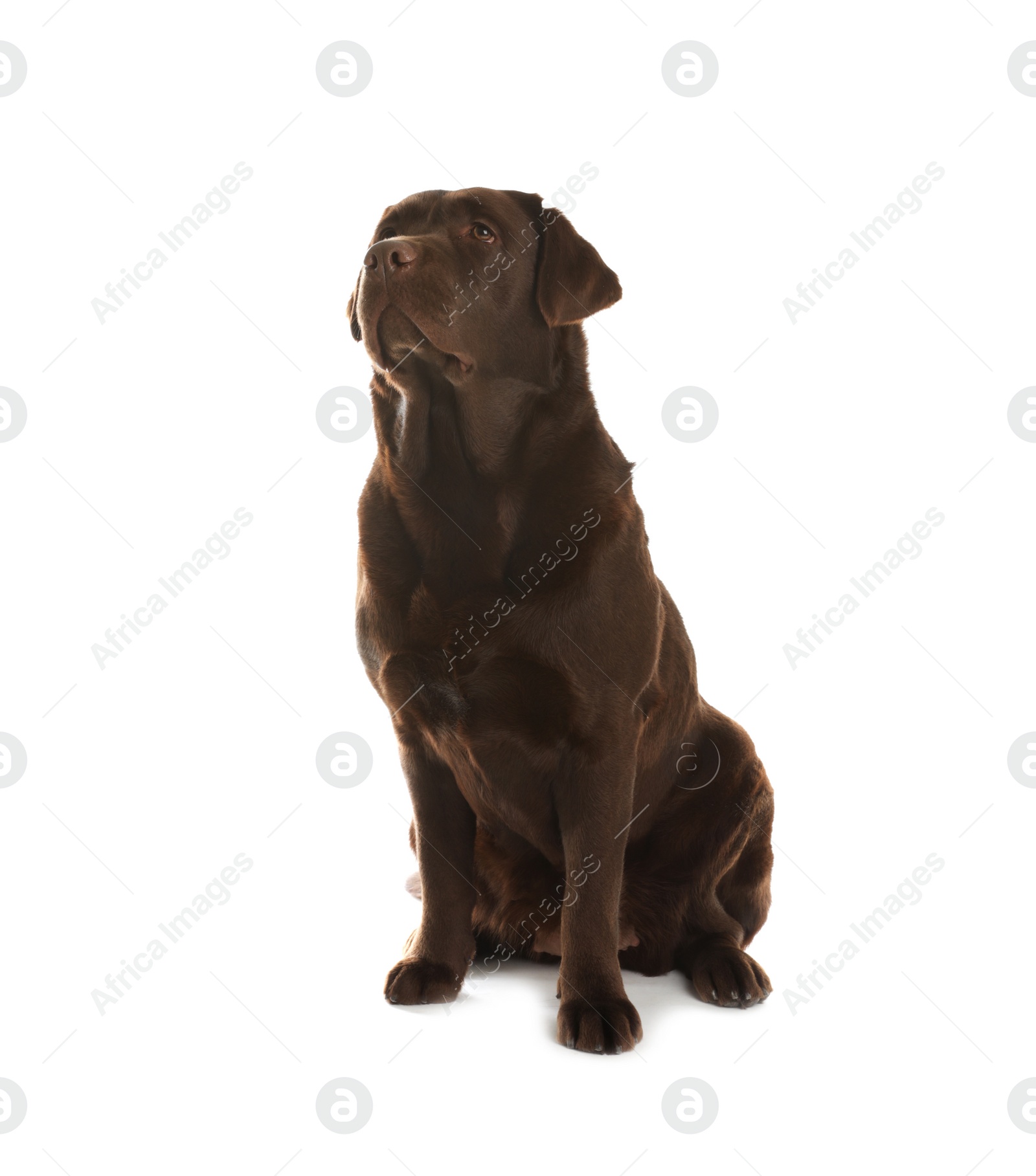 Photo of Chocolate labrador retriever sitting on white background