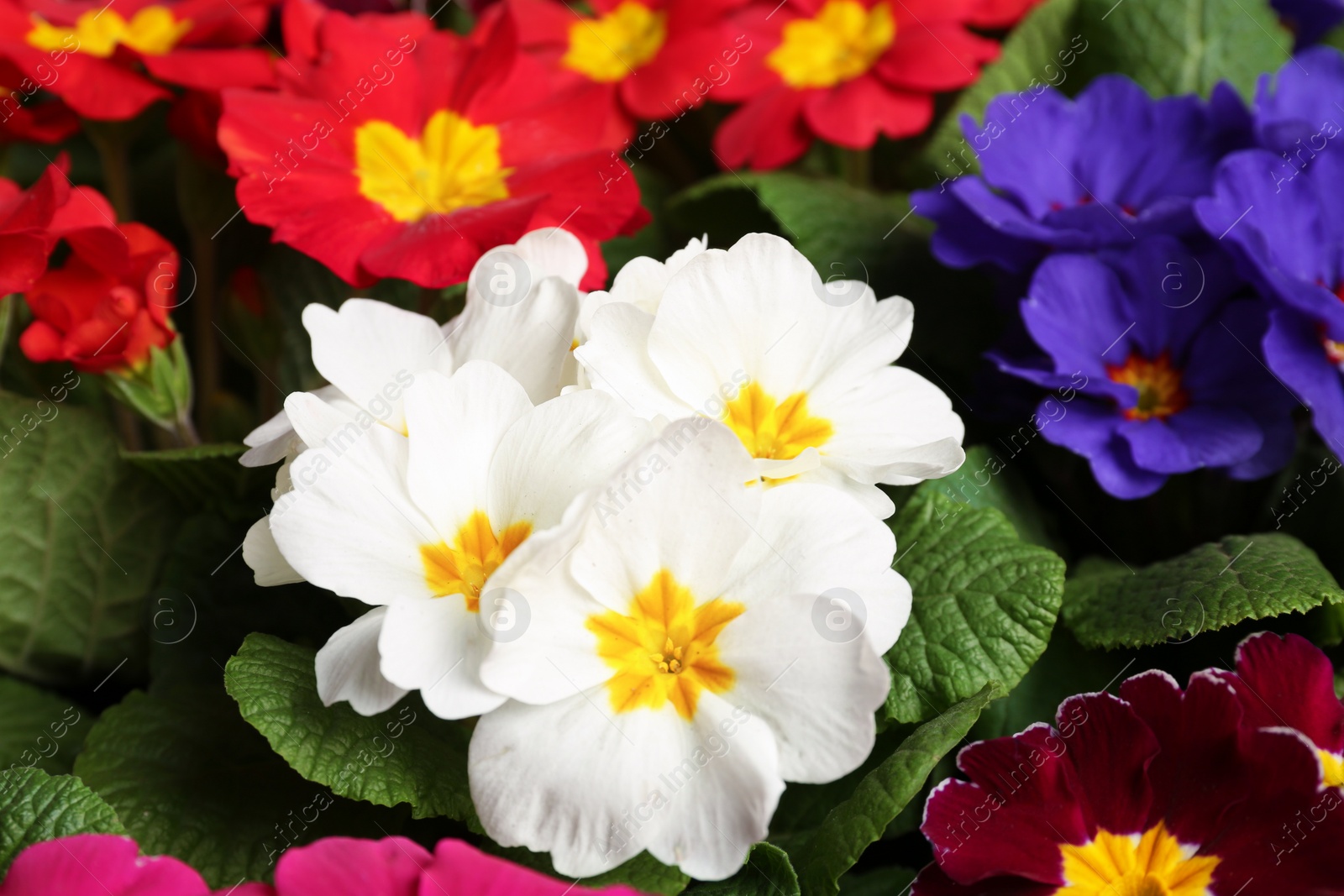 Photo of Beautiful primula (primrose) plants with colorful flowers as background, closeup. Spring blossom