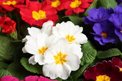 Beautiful primula (primrose) plants with colorful flowers as background, closeup. Spring blossom