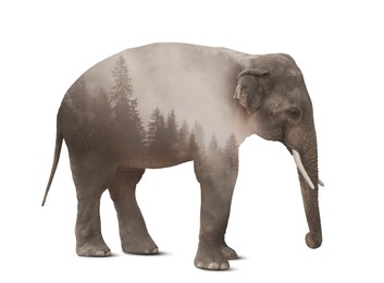 Image of Double exposure of elephant and foggy forest