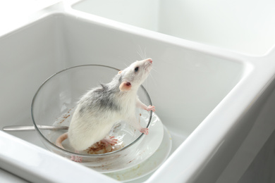 Photo of Rat and dirty dishes in kitchen sink. Pest control